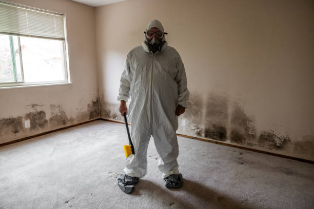 Professional Mold Removal in Blossburg, PA
